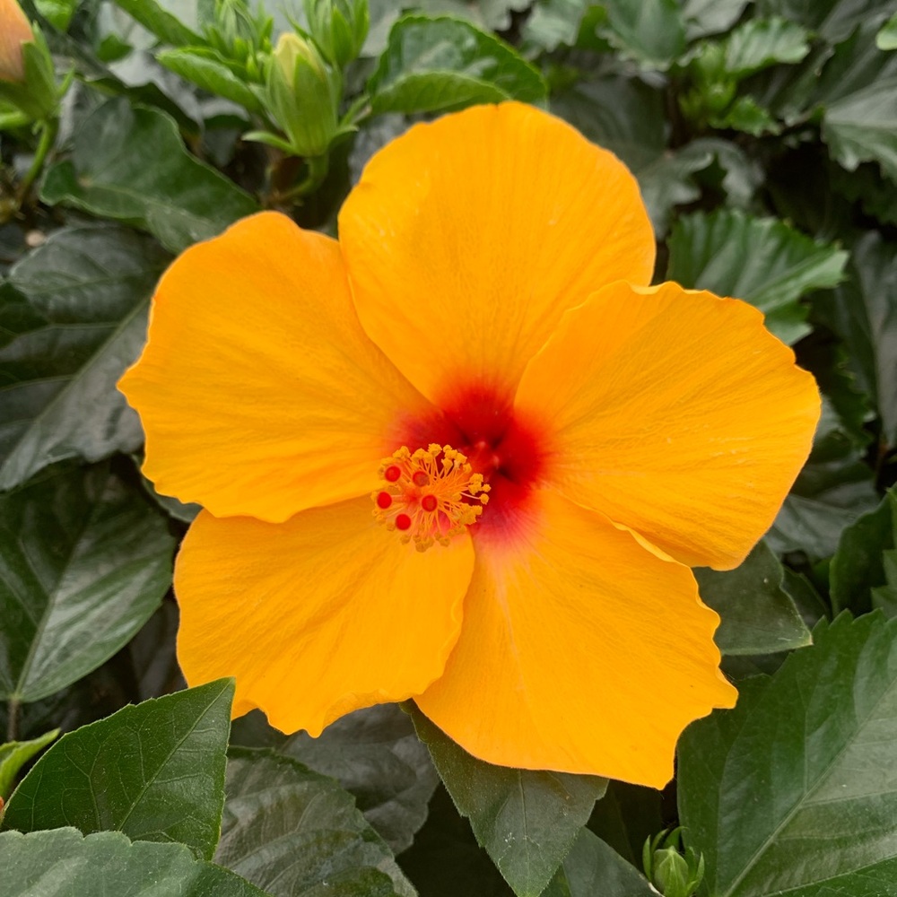 Tropical Orange Flower Hibiscus Plant